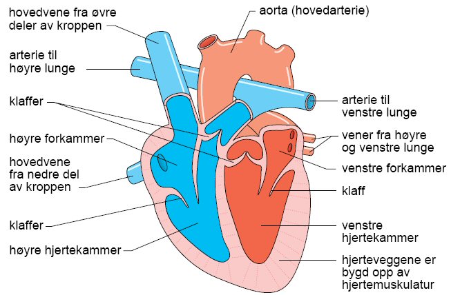 hjertet1