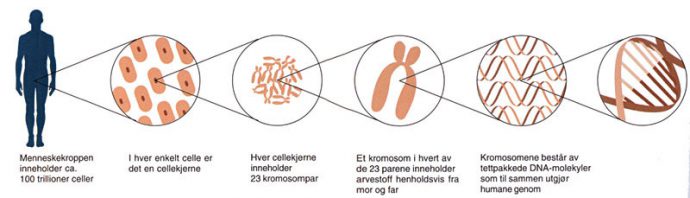 standard_genetikk